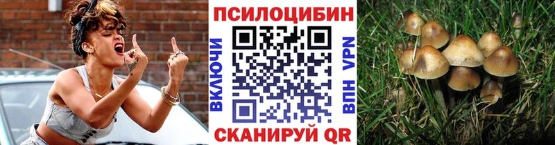 Галлюциногенные грибы Psilocybe  где купить наркоту  Болотное 